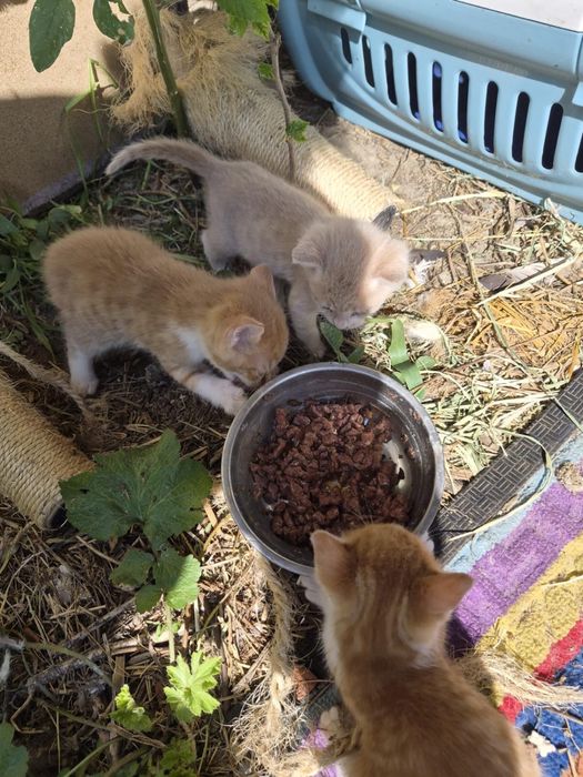 Pisicute spre adoptie