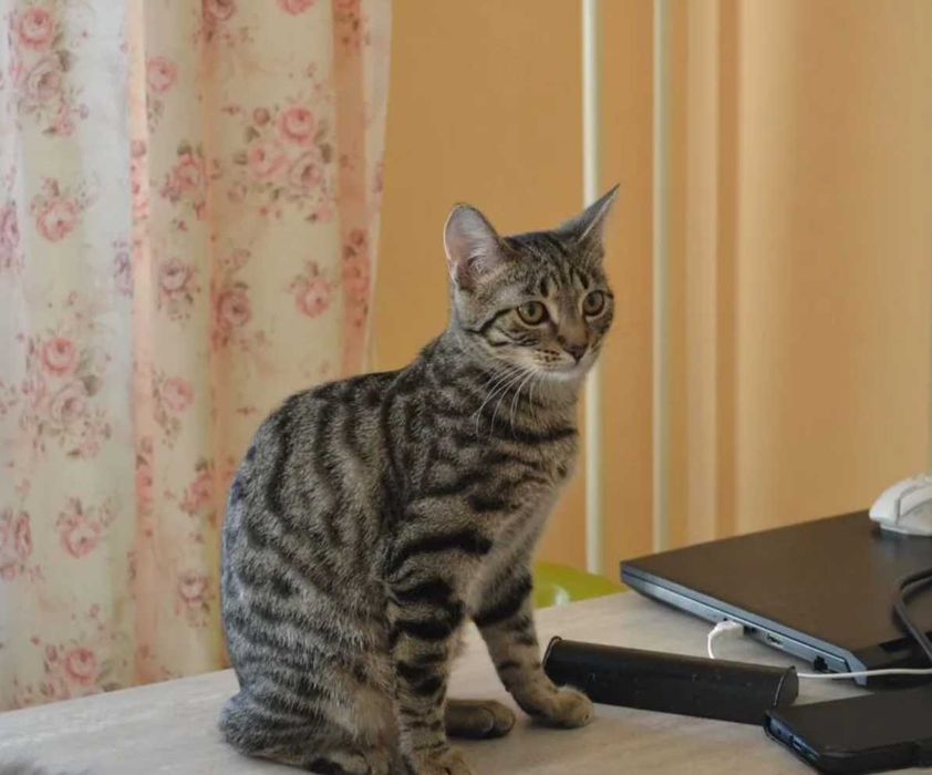 Домашняя кошечка