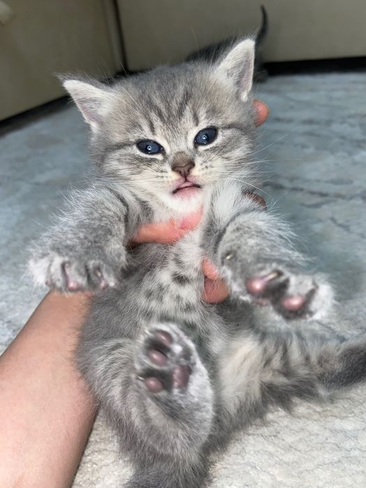 Продам котят в хорошие руки