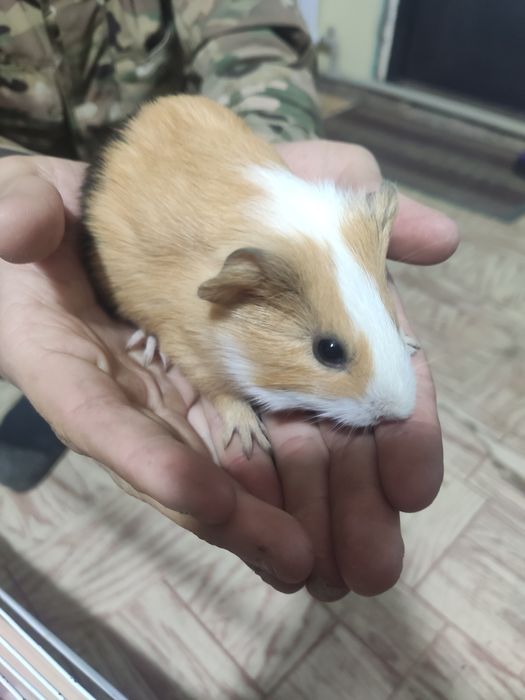 Продам Морскую Свинку