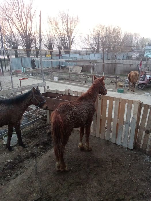 Тай сатылады  срочно