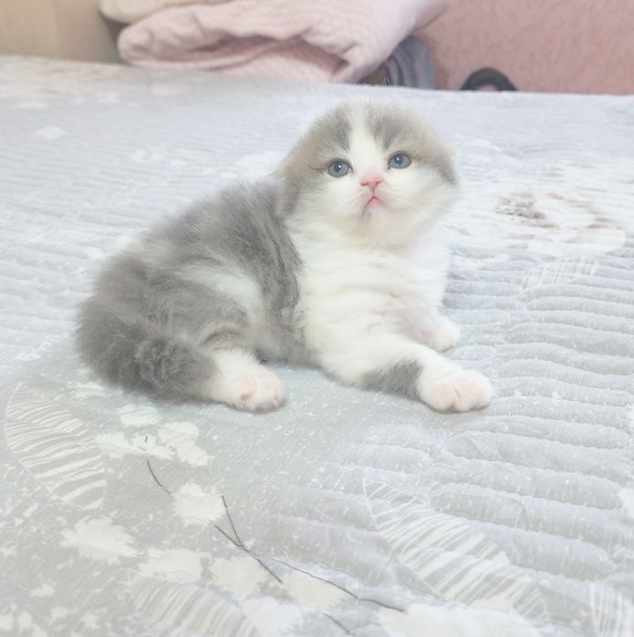 Продаются котята