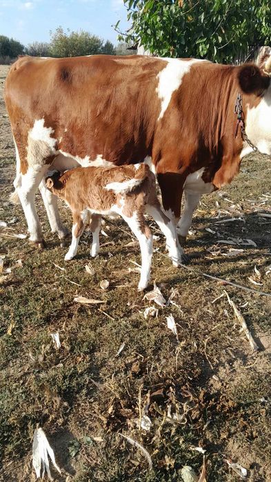 Vand vaca rasa Simmental cu vitelusa