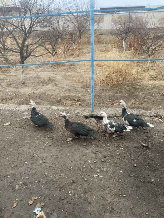 Уйрек сатылады арзан багада срочно.