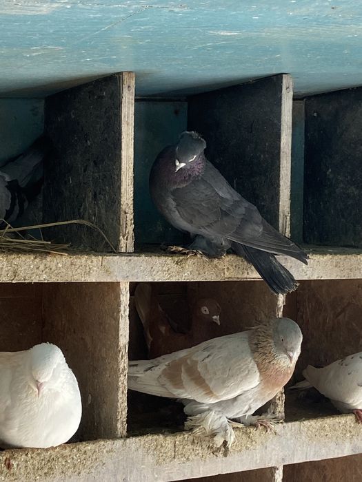Продам голубей