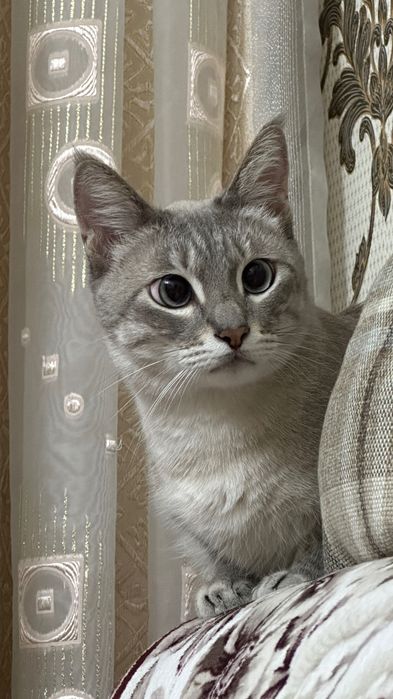 Отдам в добрые и ответственные руки кота