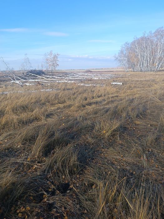 Дрова швырок береза