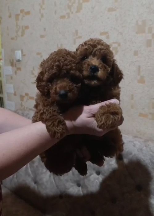 Готовятся к продаже щенки пуделя.