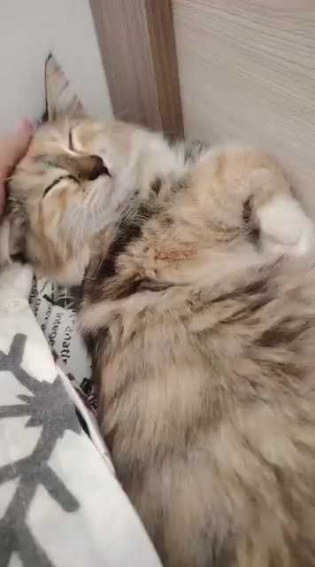 Котенку нужен дом!