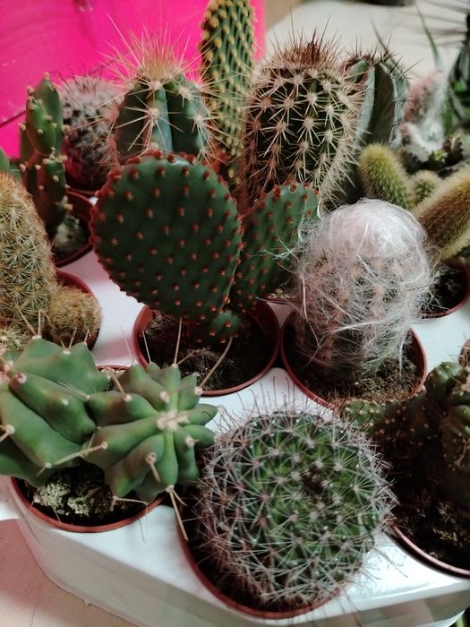 Кактусы новое поступление