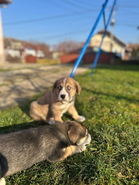 Donez catei - adoptie catei