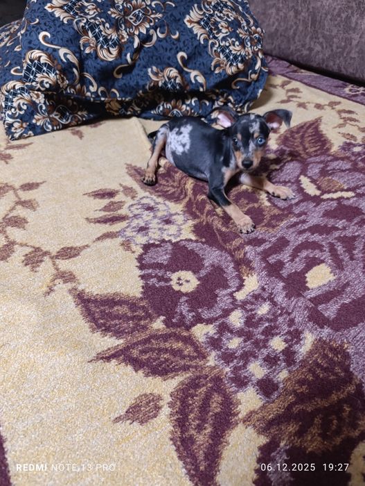 Щенок Тойчик мраморный