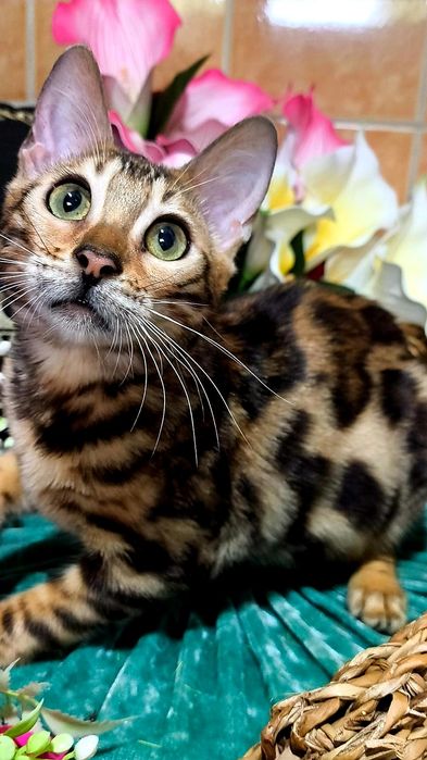 Красотка Бенгальская - ЗОЛОТО