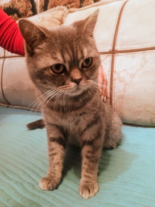 Отдам в добрые руки кота