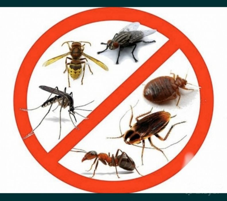 Дезинфекции от клоп и тараканов