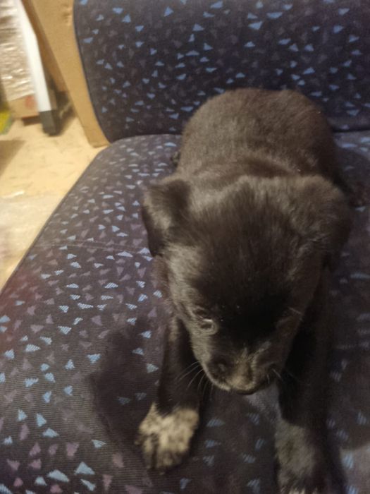 Маленькие щенки ищут дом