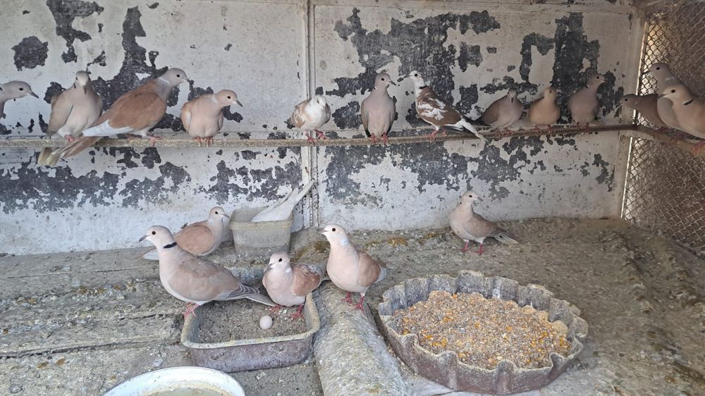 Turturele de vânzare!