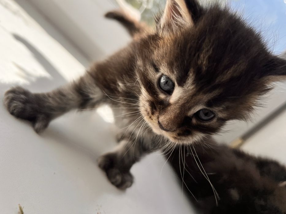 Котята Мейн кун полидактильные