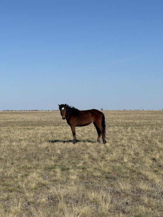 Продам кобыл(байтал)2-х годовалые
