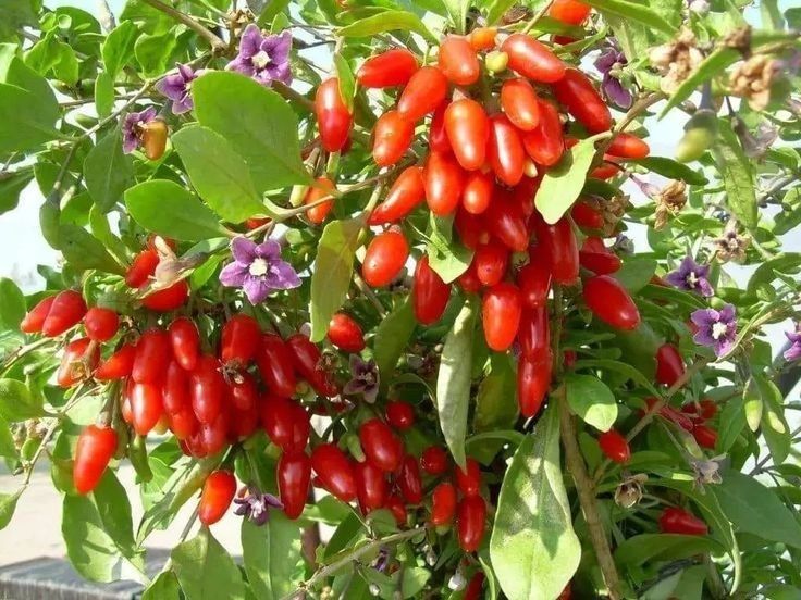 Arbuști Fructiferi (Goji )