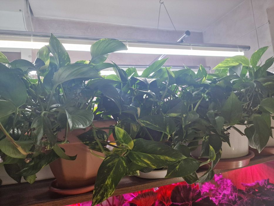 Комнатные растения