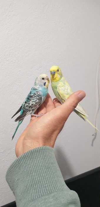 Papagali  / perusi /