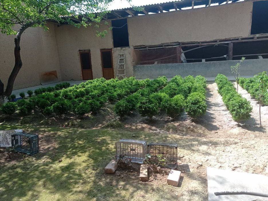 Shamshod gulf sotiladi