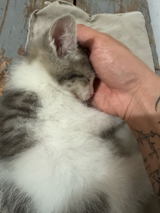 Отдам Котенока в добрые руки