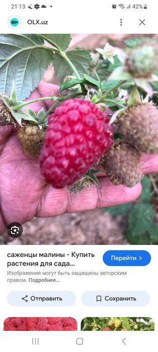 Саженцы кучатлар