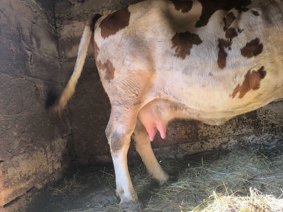 Vând vaca de opt ani