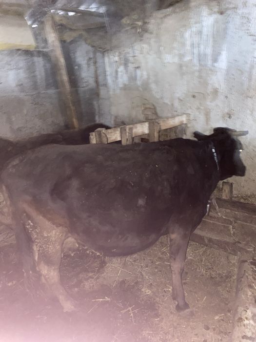 Продам коров цена от 800до 1м