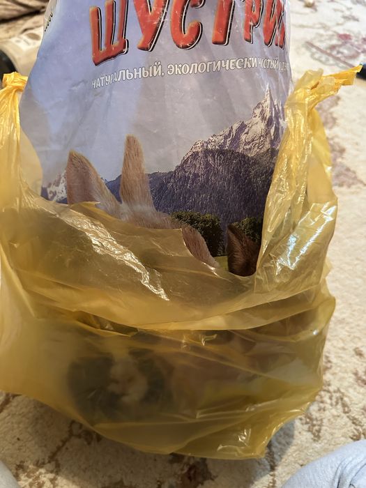 Хомикариум и вкусняшки