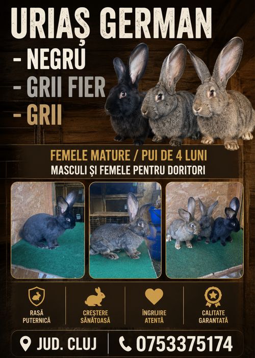 Urias germna megru/grii si gri fier