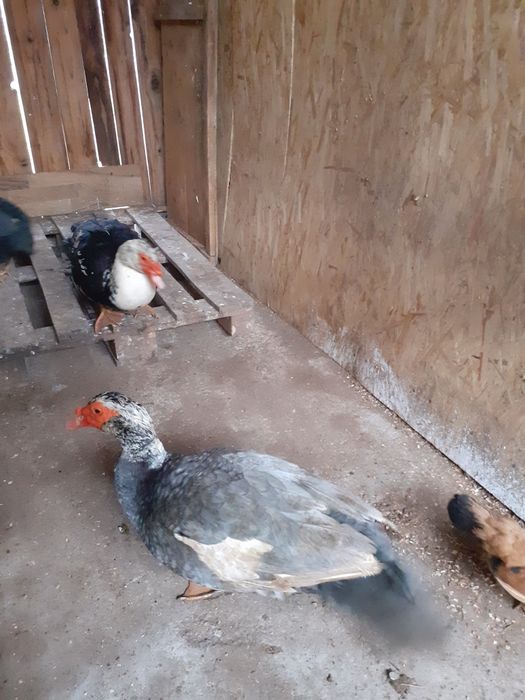 Rate mute 2024 mai multe culorii