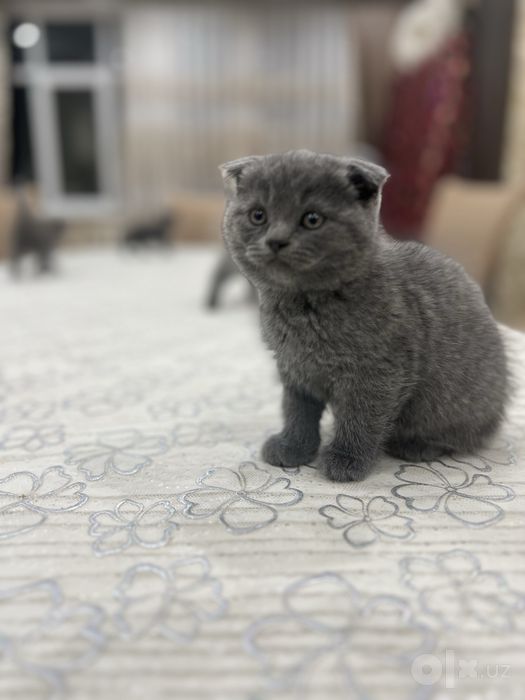 Скоттиш фолд британский