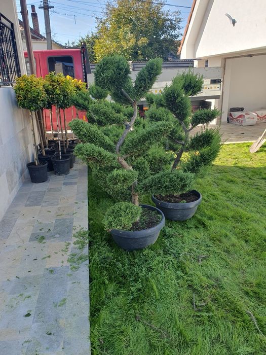 Bonsai de toate tipurile, Palmieri leylandii, Chiparos catalpa, tei