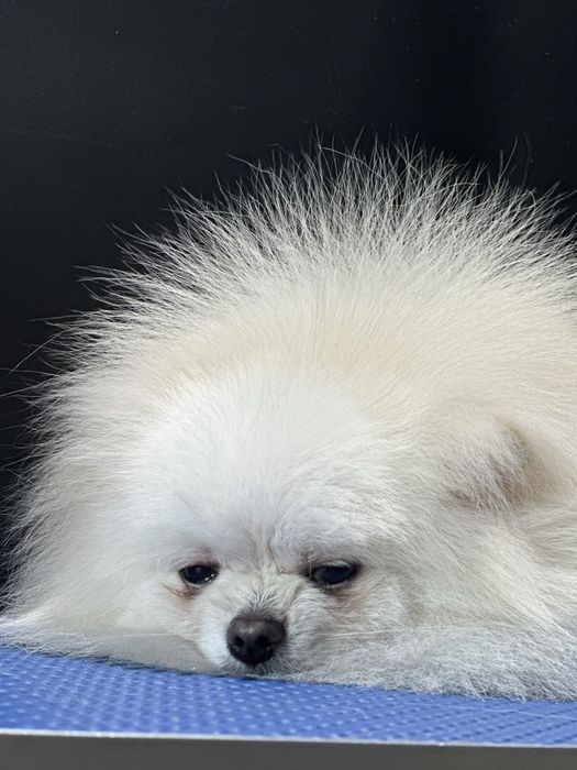 Померанский шпиц