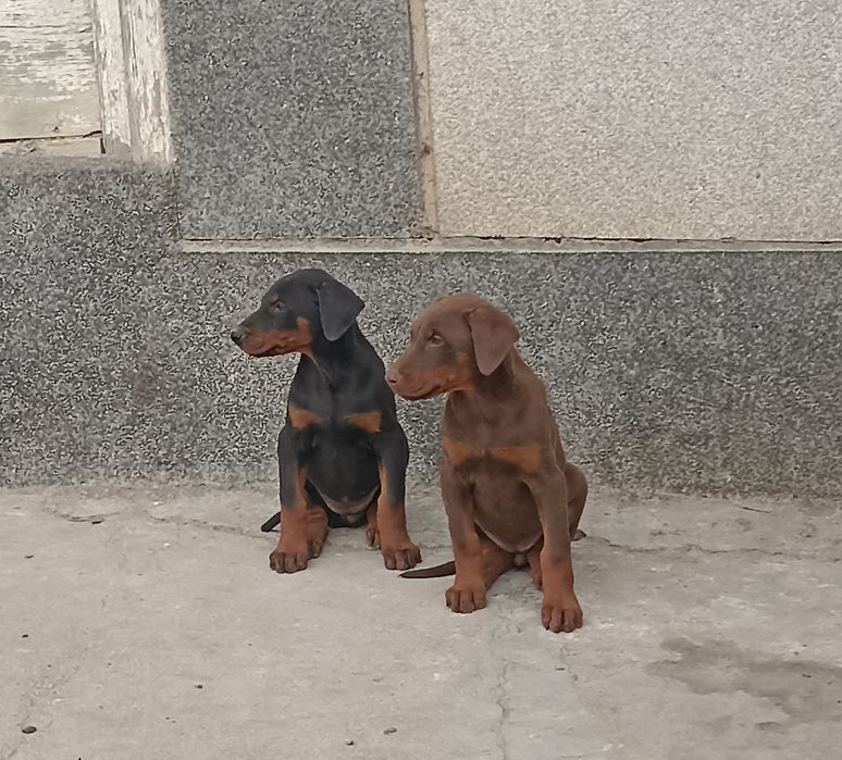 Doberman Доберман