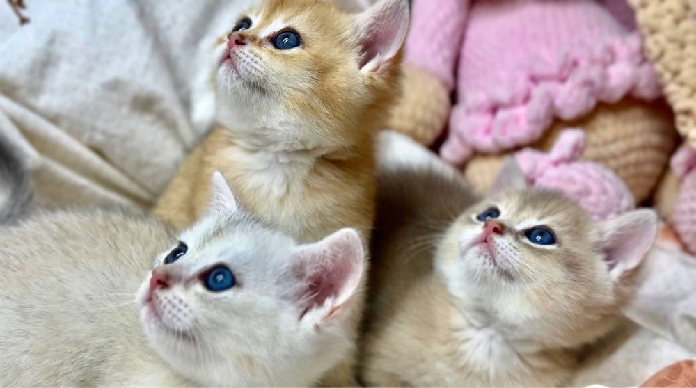 Британские короткошорстные шиншиллы