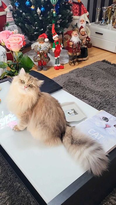 Fetita british longhair blue golden, pedigree, lipicioasa