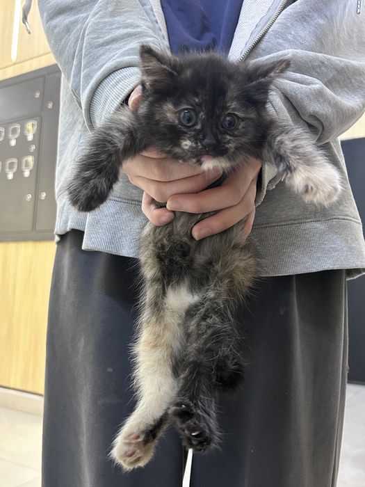 Маленькая кошечка