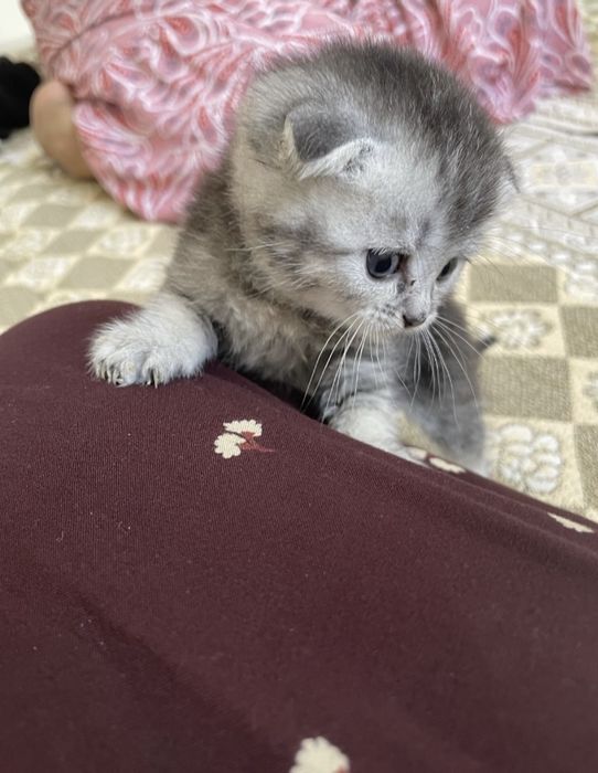 Шотландский марғау сатылады