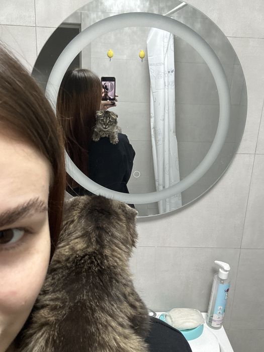Вислоухая кошечка,девочка