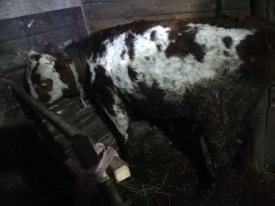 Продам быка с откорма стоит 3 месяца стоит, 
Пожаловаться