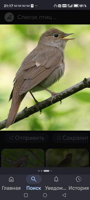 Продам птицу певчую