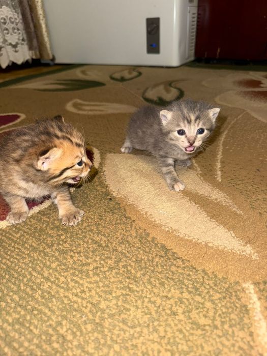 Котенки в добрые руки