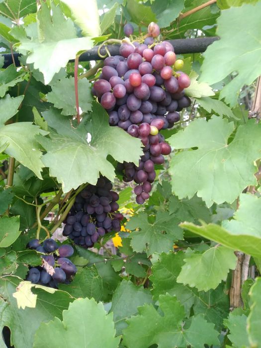 Продам дачу в садоводстве мелиоратор