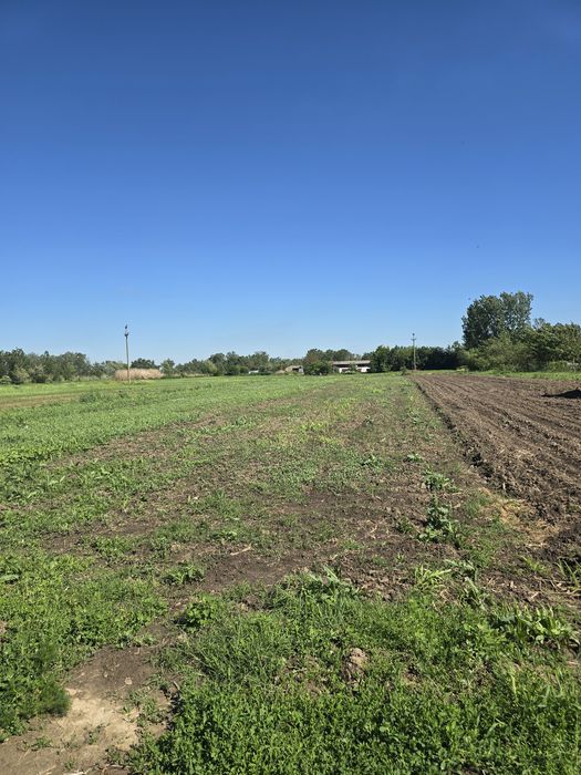 Vand teren intravilan com. Radovanu - Vedere 4