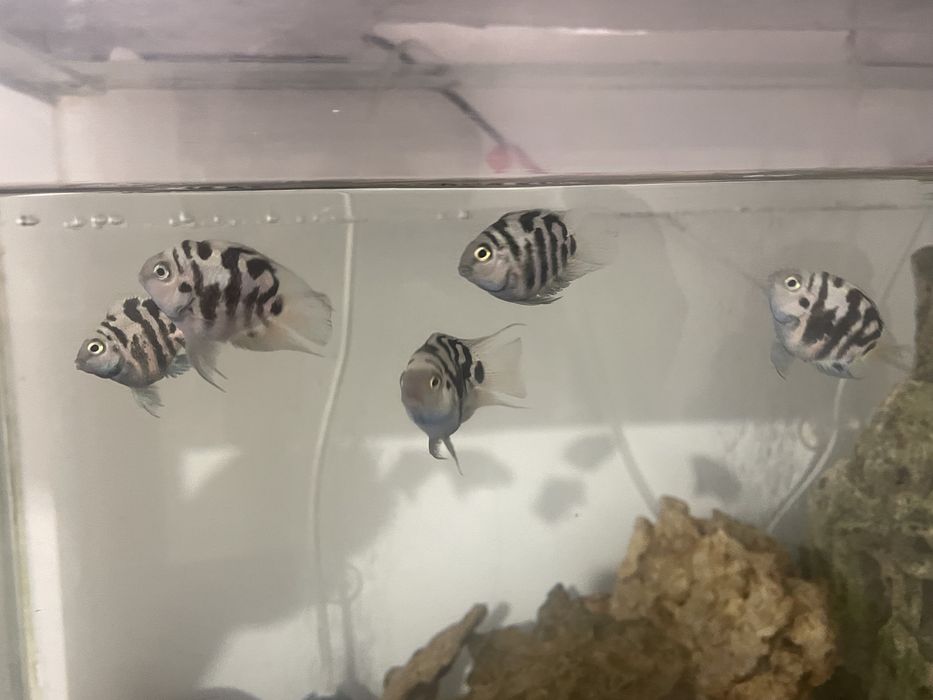 Сапфировый попугай 1 шт