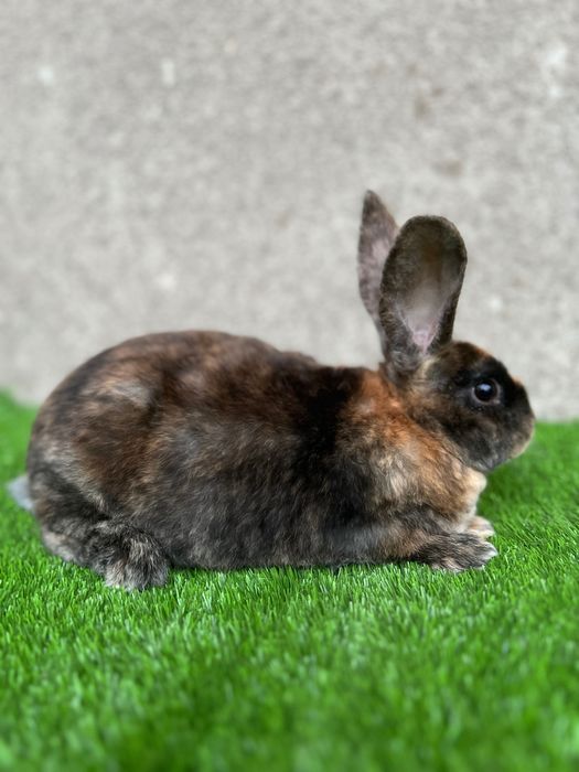 Рекс япон самец сони 2 дона